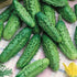 CEMEHA SEEDS F1 Cucumber Indoors Vine Self-pollinated Vegetable Organic Non-GMO