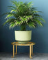 Hewnda 1 Pack Sturdy Gold Metal Plant Stand - Heavy Duty Indoor/Outdoor Use