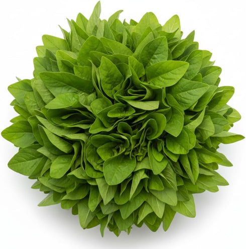 Green Chinese Spinach Seeds for Planting 500+ Seeds Fast-Growing, Nutritious Leaves for