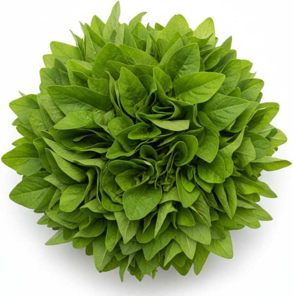 Green Chinese Spinach Seeds for Planting 500+ Seeds Fast-Growing, Nutritious Leaves for