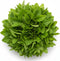 Green Chinese Spinach Seeds for Planting 500+ Seeds Fast-Growing, Nutritious Leaves for