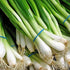 1000 Scallion Seeds, A.k.a Green Onion, Spring Onion. Grow Spring/ Late Summer/fall