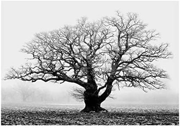 Wee Blue Coo Old Oak Tree Black White Mist Fog Photo Wall Art Print