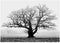 Wee Blue Coo Old Oak Tree Black White Mist Fog Photo Wall Art Print