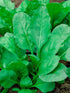 Dirt Goddess Super Seeds Bloomsdale Spinach Seeds (1 Lb) Non GMO Bulk