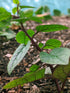 Stemmed 93% Gaea's Blessing Seeds - Red Malabar Spinach Seeds - Non-GMO Seeds with Easy to Follow Planting Instructions