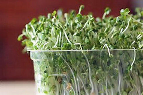 (2 Country Non-GMO Broccoli Seeds for Sprouting Sprouts Microgreens Ounces of Pure Seed). Creek LLC. Brand.