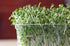 (2 Country Non-GMO Broccoli Seeds for Sprouting Sprouts Microgreens Ounces of Pure Seed). Creek LLC. Brand.