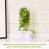 Eco-Friendly Prepara Herb Savor Pod - White/Green