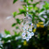SUNCATCHER with Crystals, Octopus Suncatchers for Window AB Chandelier Beads Crystal prisms, Sun Catcher Gifts for Any