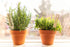Set 12 Bamboo Herb Markers - of Beautiful Garden Labels - Sturdy Outdoor Garden or Potted Herb Markers