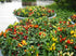 CEMEHA SEEDS Seeds Rare Pepper Ornamental Dwarf Mix Vegetable Indoor Heirloom Organic Non-GMO