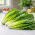 Sunutri Seeds Parris Island Romaine Lettuce Seeds Crisp Upright Heads, Heat-Tolerant Heirloom Variety for Home Gardens