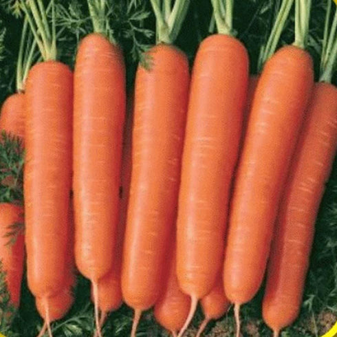 Generic 3000 5+ Scarlet Nantes Carrot Seeds for Planting Organic Heirloom Non-GMO Grams Garden Vegetable Bulk Survival