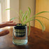 xGarden Heavy Duty Net Pots - UV Resistant & BPA Free Plastic for Hydroponics, 50 Pack