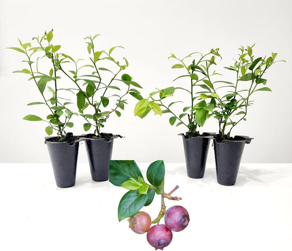 Pink Lemonade Blueberry Bushes (4 Pack) Live Plants for Planting, Unique Pink