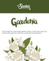 Shortie's Candle Company Pure Gardenia Wax Melts - Highly Scented 3 Oz. Bar - Formula 117-1 with Essential & Natural