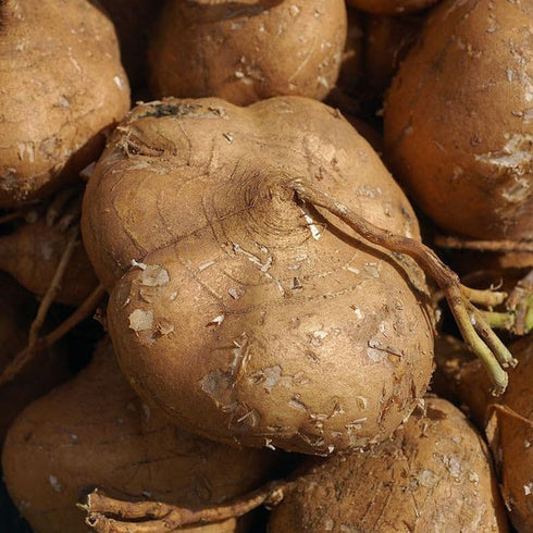 TomorrowSeeds - True Jicama Seeds - 80+ Count - for 2026 Planting