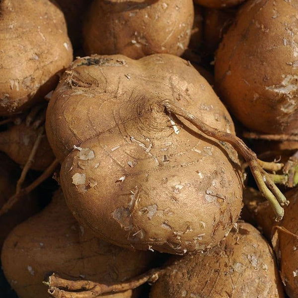 TomorrowSeeds - True Jicama Seeds - 80+ Count - for 2026 Planting