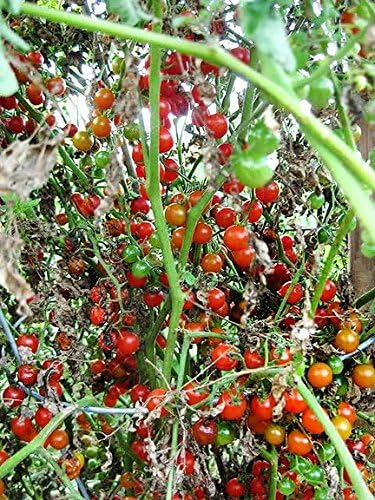 Harley Seeds 20+ Worlds Smallest Spoon Currant Tomato Seeds, Early, Heirloom Non-GMO, Rare, Early, Vigorous, Sweet