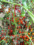 Harley Seeds 20+ Worlds Smallest Spoon Currant Tomato Seeds, Early, Heirloom Non-GMO, Rare, Early, Vigorous, Sweet
