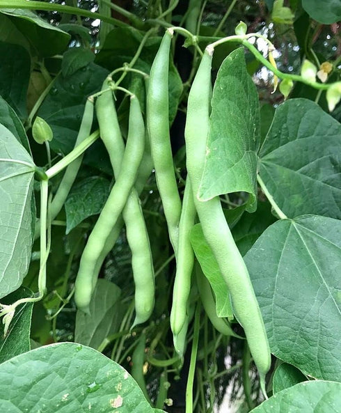 Generic 100+ 1 Blue Lake Pole Bean Seeds for Planting Organic Heirloom Non GMO Ounce of Seeds Garden Vegetable Bulk
