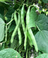 Generic 100+ 1 Blue Lake Pole Bean Seeds for Planting Organic Heirloom Non GMO Ounce of Seeds Garden Vegetable Bulk