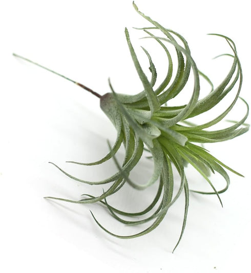 2PCS Faux Succulents Artificial Flocking Tillandsia Air Plants Bromeliads for Home Decor, Garden, Office, Terrarium