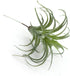 2PCS Faux Succulents Artificial Flocking Tillandsia Air Plants Bromeliads for Home Decor, Garden, Office, Terrarium