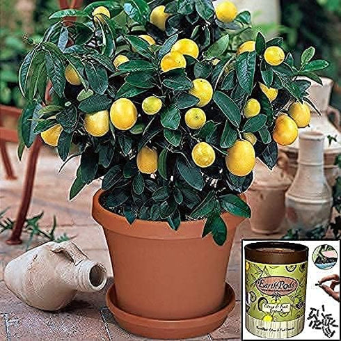 100 EarthPods Organic Fruit Tree & Citrus Fertilizer Spikes Plant Food Capsules - Made in USA