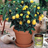100 EarthPods Organic Fruit Tree & Citrus Fertilizer Spikes Plant Food Capsules - Made in USA