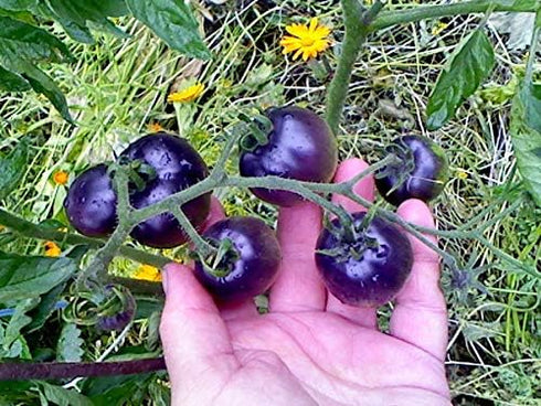 NIKA SEEDS 20 Seeds Tomato Indigo Rose Seeds