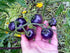NIKA SEEDS 20 Seeds Tomato Indigo Rose Seeds