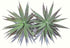 Mixed Artificial Succulent Flowers Plants - Unpotted Decor Stems Faux Succulents Bulk Assorted Picks for Indoor Wall