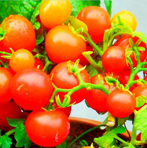 VAACNEE 100 MOCCUROD Seeds Indoor Cherry Tomato Dwarf Red and Yellow Tomato Rare Vegetable Heirloom Seeds