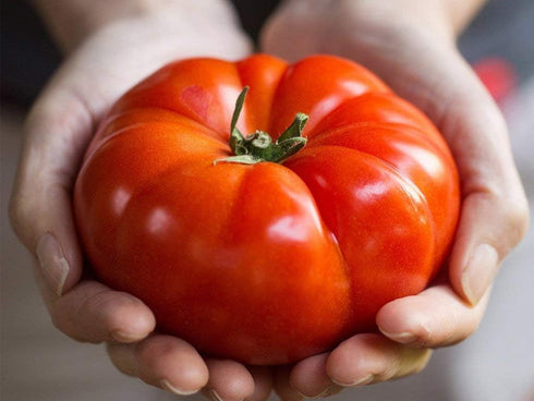 SeedsUA 40 Beefsteak Giant Tomato Russian Hercules Seeds Heirloom Vegetable for Planting Non GMO Seeds