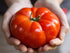 SeedsUA 40 Beefsteak Giant Tomato Russian Hercules Seeds Heirloom Vegetable for Planting Non GMO Seeds