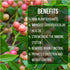 (4 Pack) Pink Lemonade Blueberry Bushes Live Plants for Planting, Unique Pink Berries, Sweet Flavor, High-Yielding
