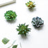 CoCoMe Funny 3D Resin Succulent Fridge Magnets, Set of 4