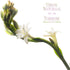 Urban Naturals Tuberose Fragrance Oil Reed Diffuser - Exotic Tuberose and Fragrant Orange Blossom, Vegan Room Freshener