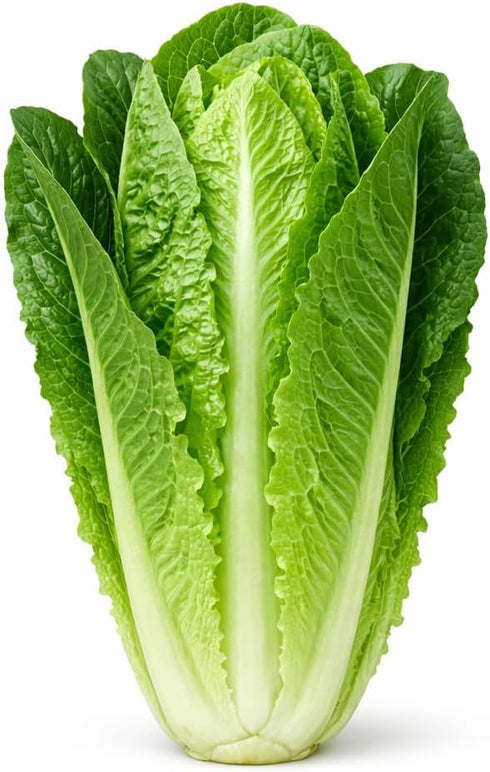 Sunutri Seeds Parris Island Romaine Lettuce Seeds Crisp Upright Heads, Heat-Tolerant Heirloom Variety for