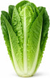 Sunutri Seeds Parris Island Romaine Lettuce Seeds Crisp Upright Heads, Heat-Tolerant Heirloom Variety for