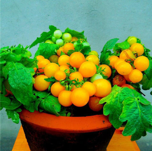 VAACNEE 100 MOCCUROD Seeds Indoor Cherry Tomato Dwarf Red and Yellow Tomato Rare Vegetable Heirloom Seeds