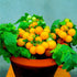 VAACNEE 100 MOCCUROD Seeds Indoor Cherry Tomato Dwarf Red and Yellow Tomato Rare Vegetable Heirloom Seeds