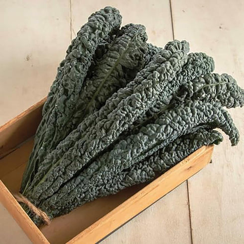 2 Black Magic Dinosaur Kale Seeds - Feet Long Leaves