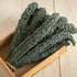 2 Black Magic Dinosaur Kale Seeds - Feet Long Leaves