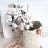 DomeStar Natural Dried Cotton Stems, 8 Packs Total, 15 Bolls Cotton Sprigs Blooms for Vase Fillers