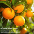 Ficoszo 300+ 4 Packaged Mix Heirloom Fruit Seeds Kiwi Fig Papaya Orange Seeds Varieties Individually for Home Garden