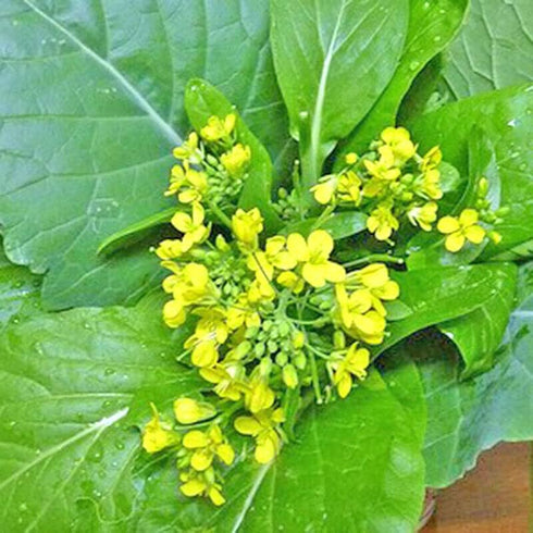 Generic 2000+ Seeds Brassica Juncea Choy Sum Mustard Yu Choy Sum Seeds, USA Chinese Broccoli Scallion Chive Asian