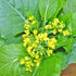 Generic 2000+ Seeds Brassica Juncea Choy Sum Mustard Yu Choy Sum Seeds, USA Chinese Broccoli Scallion Chive Asian